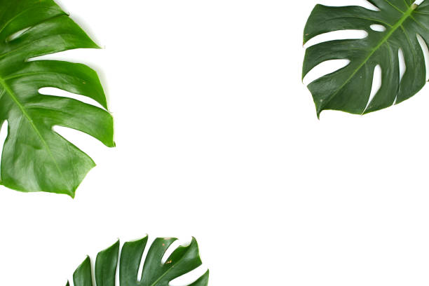 istock Monstera leaves White background, A green leaf 1146251600
