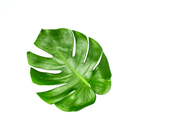 istock Monstera leaves White background, A green leaf 1146251613