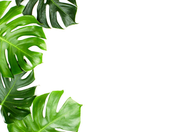 istock Monstera leaves White background, A green leaf 1146251618