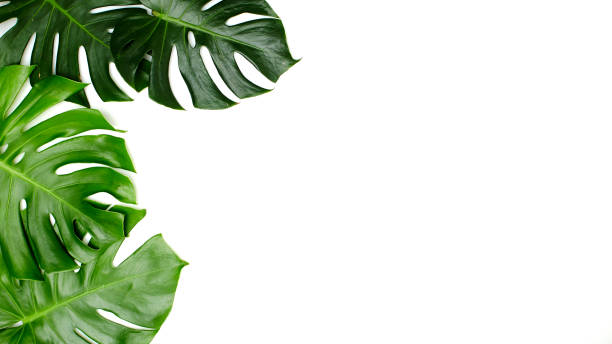 istock Monstera leaves White background, A green leaf 1146251619