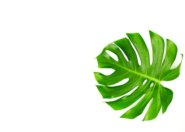 istock Monstera leaves White background, A green leaf 1146251632
