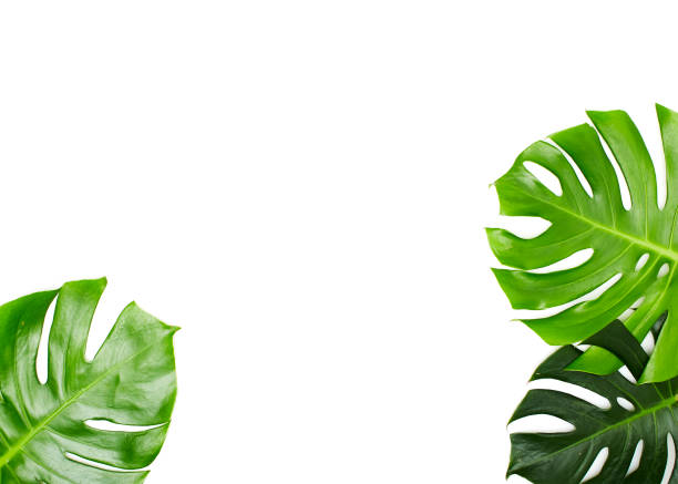 istock Monstera leaves White background, A green leaf 1146251646