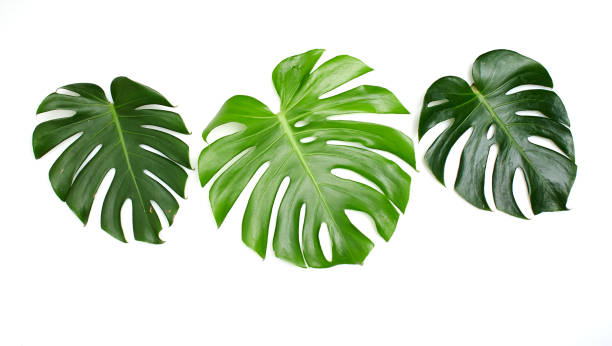 istock Monstera leaves White background, A green leaf 1146251649