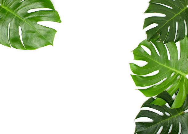 istock Monstera leaves White background, A green leaf 1146251668