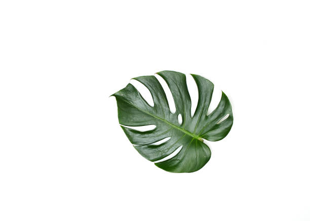 istock Monstera leaves White background, A green leaf 1146251677
