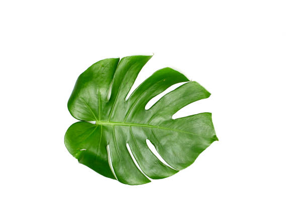 istock Monstera leaves White background, A green leaf 1146251679