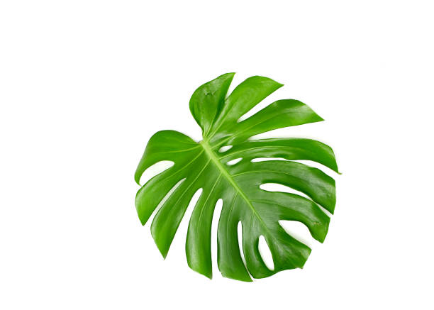 istock Monstera leaves White background, A green leaf 1146251680
