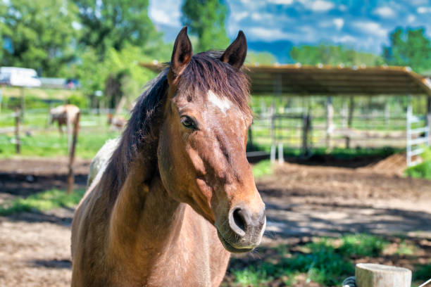istock brown horse in a meadow 1146255196