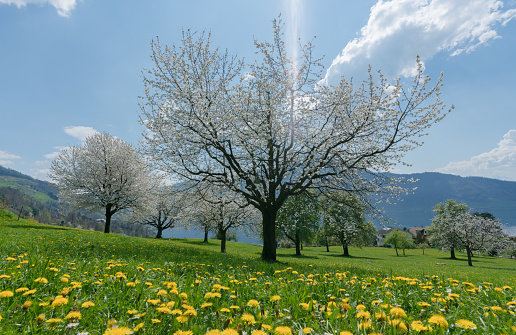 beautiful spring landscape with green fields and blossoming cherry trees and yellow dandelions