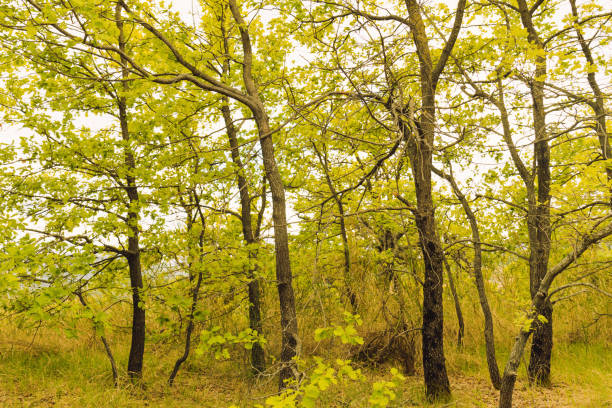 Spring forest. Sustainability. Protection of nature.