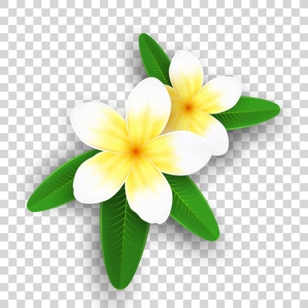 illustrazioni stock, clip art, cartoni animati e icone di tendenza di fiori di plumeria isolati su sfondo trasparente. fiori tropicali realistici. set di piante. collezione estiva. elementi grafici realistici per il tuo design. illustrazione vettoriale. eps 10. - frangipanni