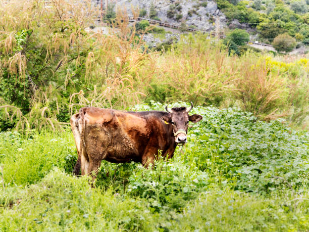 istock Brown cows grazing in a  meadow 1146256527
