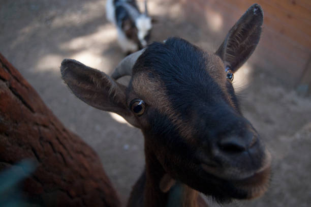 istock Goat wondering if its edible 1146256640