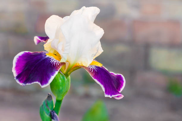 istock White and violet iris cultivar flower closeup 1146256656