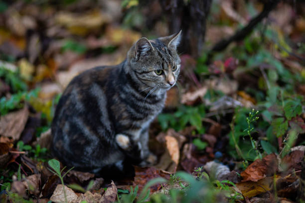 istock Domestic cat resting outdoor 1146256897