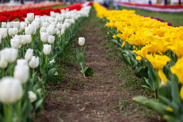 istock Colorful field of tulips 1146256998
