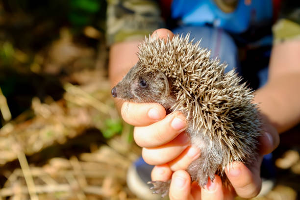 istock Small hedgehog in female hands on green background 1146257048
