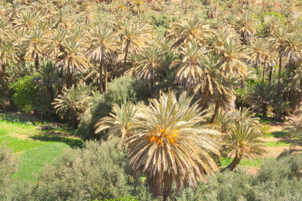 istock Morocco, Tinghir, Oasis, Date Palm Orchard 1146259091