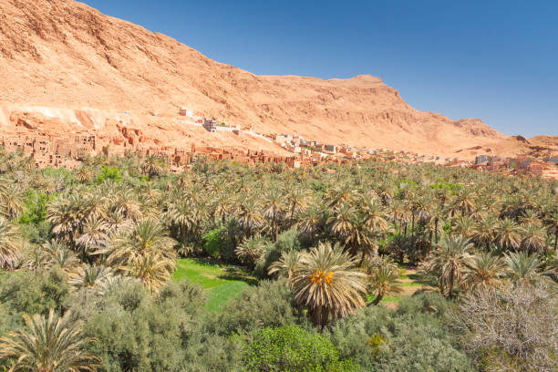 istock Morocco, Tinghir, Oasis, Date Palm Orchard, Mountains 1146259163