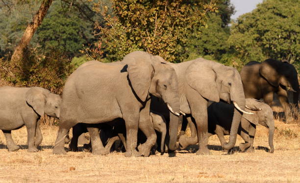 istock A herd of elephants walking 1146264905