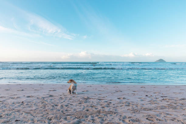 istock Dog sitting at the beach 1146265384