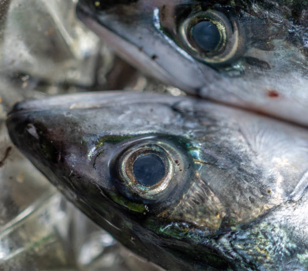 head and big eye of a dead fresh mackerel, scientific name Scomber scombrus