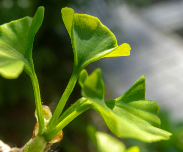 hoja joven de un árbol de ginkgo, nombre científico ginkgo biloba, en primavera, cerca de un fondo borroso - medicine closed antioxidant close to fotografías e imágenes de stock