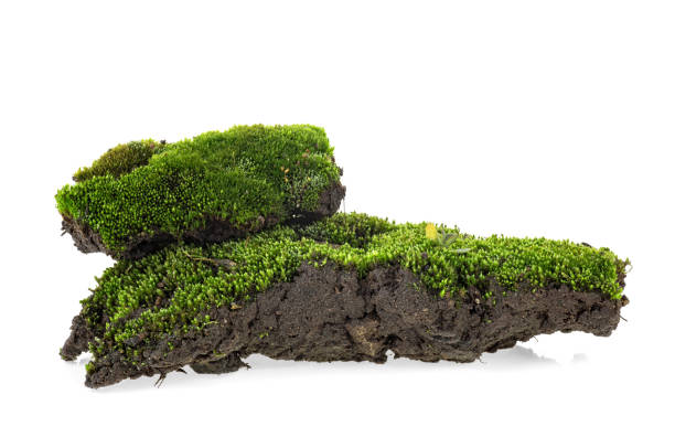 istock Moss on pile of dirt isolated on a white background 1146266361