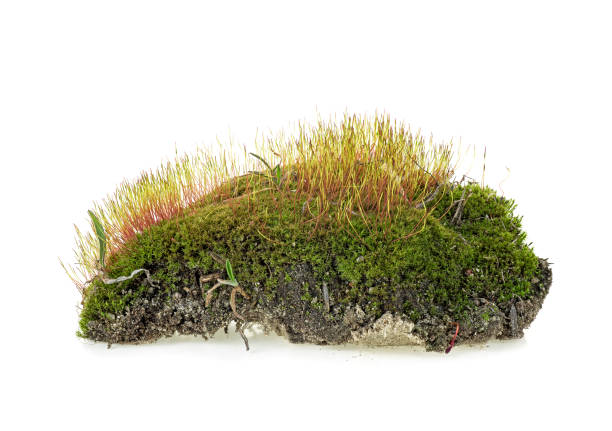 istock Green forest moss isolated on white bakground 1146266383