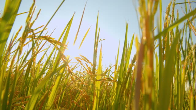 4k footage of asian nature rice field in the evening with the sun rays