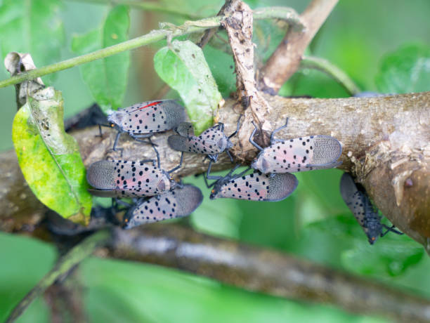 Swarm of spotted lanternflies on tree branch, Berks County, Pennsylvania Spotted lantenflies on tree branch, Berks County, Pennsylvania. Lanternfly stock pictures, royalty-free photos & images
