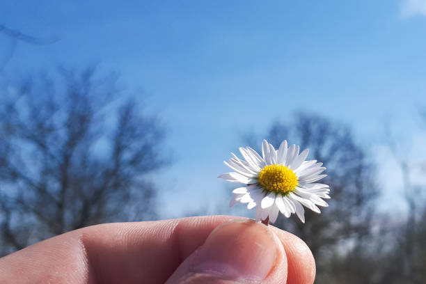 istock hand holding a daisy in front of the blue sky 1146268424