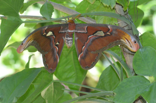 istock Atlas Moth with Wings Spread on a Branch 1146269345