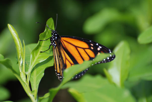 Beautiful Wings on a Viceroy Butterfly in Nature