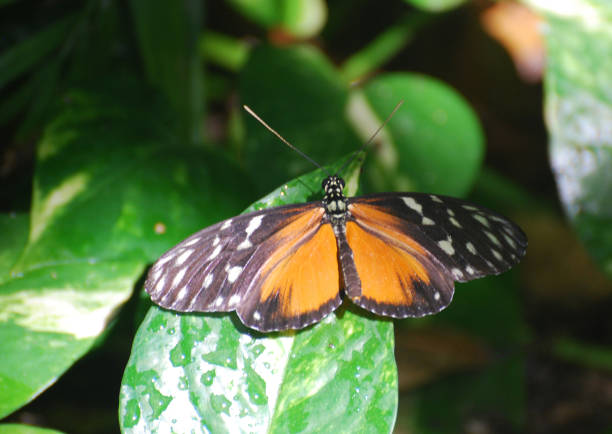 istock Zulieka Butterfly on Green Foliage 1146269764
