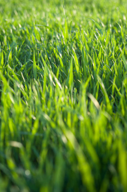 istock Green young wheat close up 1146270227