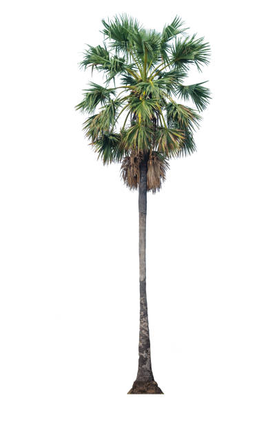 istock one palm tree isolated on white background with clipping path for nature decoration design. 1146270230