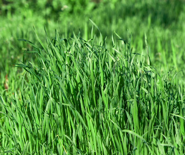 istock fresh green grass with long leaves 1146270330