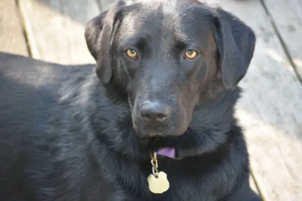 Sweet looking beautiful face of a black labrador retriever.