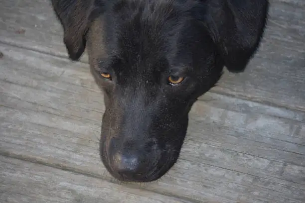 Pretty sweet black labrador retriever dog with his chin resting.