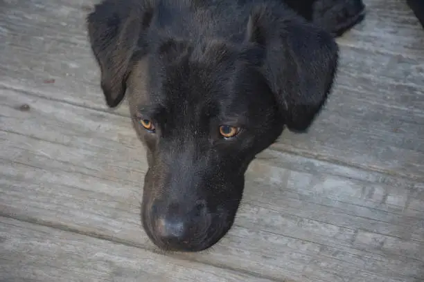 Black labrador retriever dog with a heavy head.