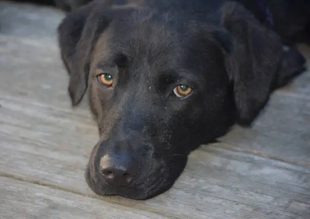 Amazingly sweet expression on the face of a black lab dog.