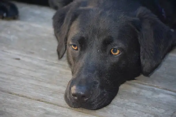 Beautiful carmel colored eyes on the sweet face of a black labrador retriever.