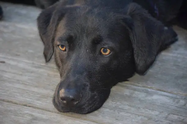 Sweet black labrador retriever dog with very pretty eyes.