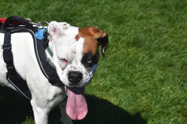 Blue eyed white boxer dog sticking out his tongue.