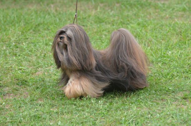 istock Long Haired Havanese Puppy Dog 1146271797