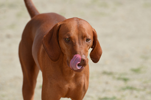 Gorgeous redbone coonhound licking the tip of his nose with a pink tongue.