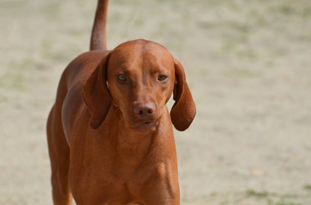 bellissimo cane da caccia coon rosso - redbone coonhound foto e immagini stock