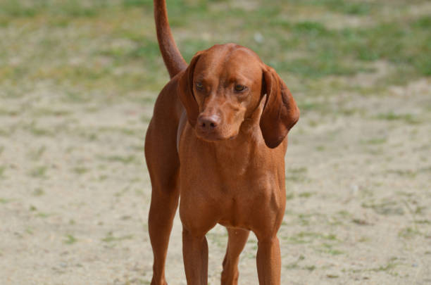 bellissimo cane da caccia coon rosso - redbone coonhound foto e immagini stock