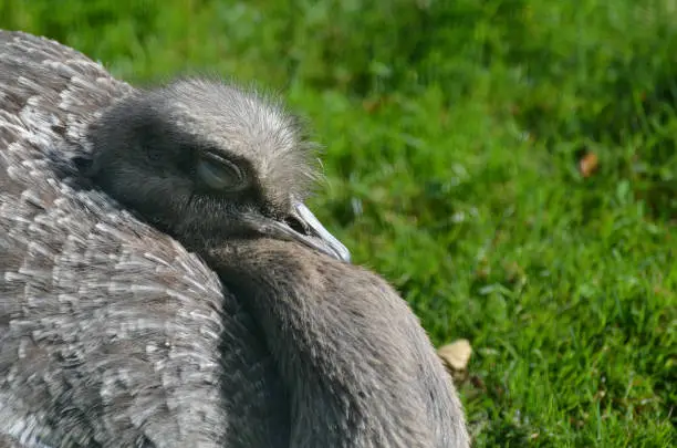 Rhea bird with his eyes closed in the warm sunlight.